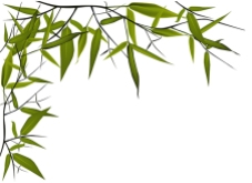 vector bamboo leaves